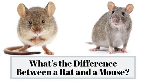 Difference Between Rat And Mouse So You Actually Know The Rodent Youre