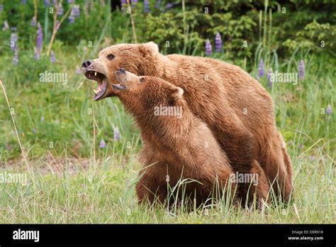 Grizzly Bears Mating High Resolution Stock Photography And Images Alamy
