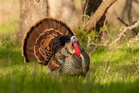 Spring Turkey Hunting Wallpaper