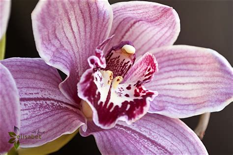 La Orquídea Cuidados Y Consejos