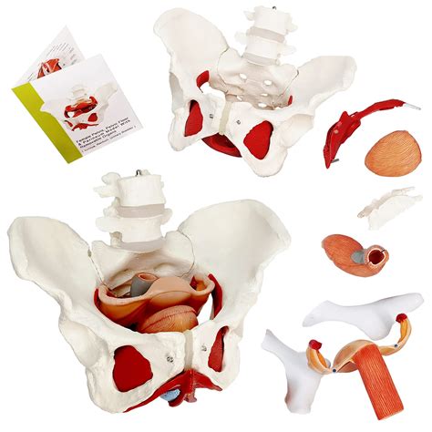 Buy Female Pelvis And Perineum Model With Removable Organsmagnetic Ing