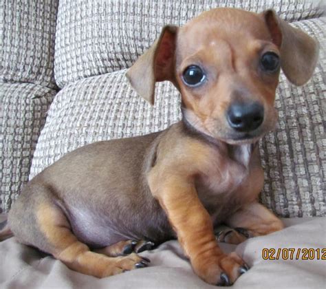 Pin By Rachael B On Adorable Chiweenie Puppies Puppies Chiweenie