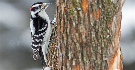 How The Brains Of Woodpeckers Might Help American Football