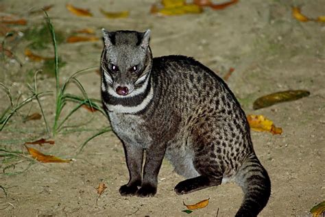 Malayan Civet Animals Amazing Facts And Latest Pictures Animals Lover