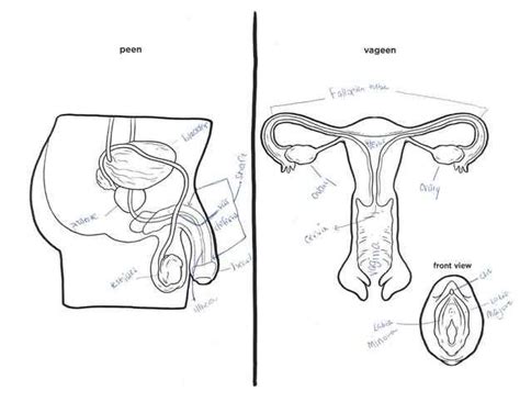 14 female reproductive system for good information and diagrams about human reproduction.once an organ or structure has been identified be sure to compare it. Pin on lifescience