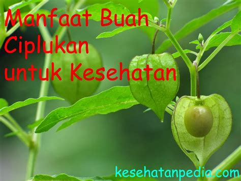 Maybe you would like to learn more about one of these? Manfaat Buah Ciplukan untuk Kesehatan - kesehatanpedia