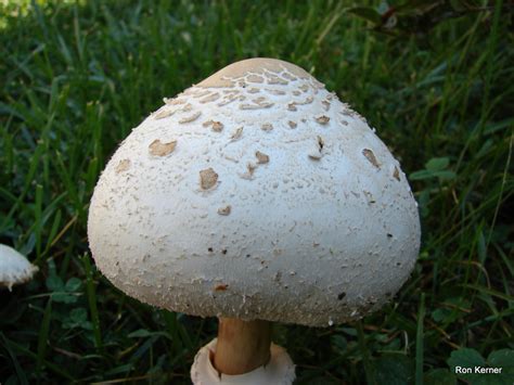 Chlorophyllum Molybdites At Indiana Mushrooms