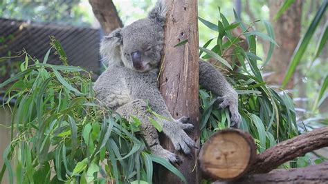 Cute Koala Bear Sleeping On Stock Footage Video 100
