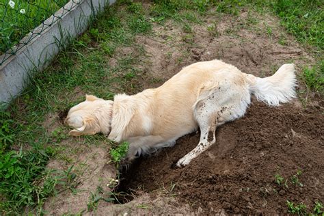 How To Stop My Dog From Digging Holes Union Lake Pet Services