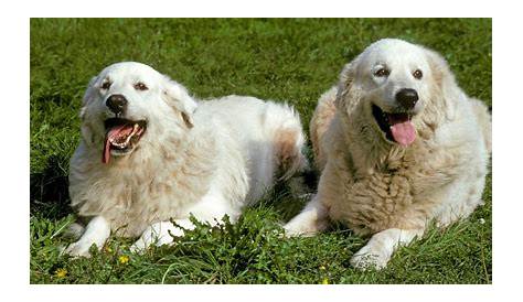 great pyrenees growth chart