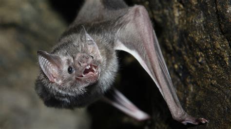 Vampire Bats Facts And Myths Some Interesting Facts