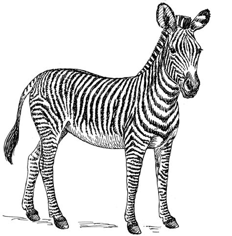 Zebra Coloring Pages For Kids Picture Animal Place
