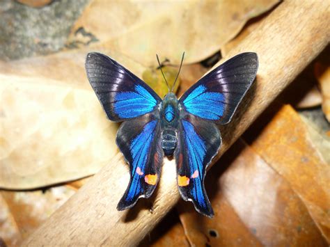 Periander Metalmark Rhetus Periander Periander Metalmark Flickr