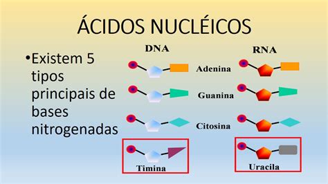 Funcao Dos Acidos Nucleicos Askschool