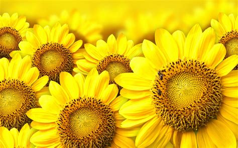 Free Download Wallpapers Sunflowers Desktop Wallpapers 1280x800 For