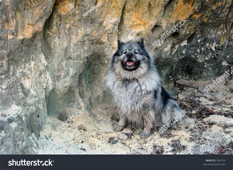 wild dog  cave stock photo  shutterstock