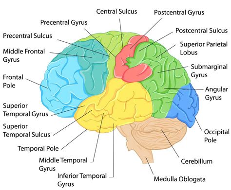 Labeled Brain Diagram Brain Anatomy Diagram Media Images And Photos