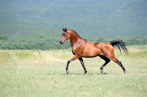 Suddenly something scares them and they both run away. Beautiful brown arabian horse running trot on pasture ...