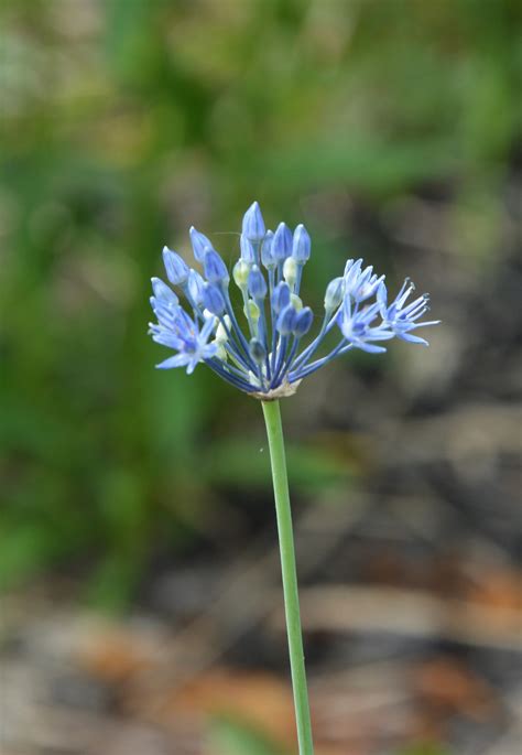 Allium Caeruleum Allium Azureum Blue Globe Onion Blue Ornamental