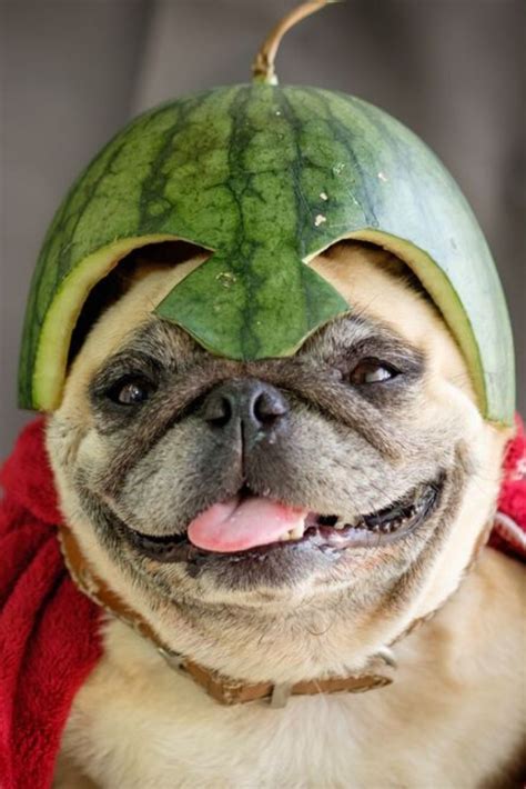 Pug Wearing A Watermelon Helmet The Pugs Hero Pug Wearing A