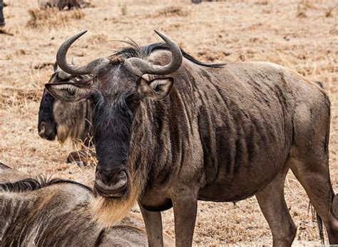 The Wildebeest Information And Basic Facts Animals Lover
