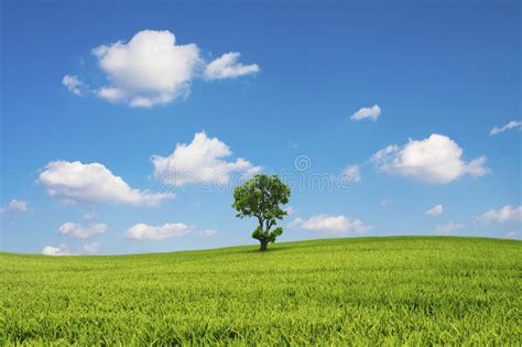 Green Field And Tree With Blue Sky Cloud Stock Photo Image Of Grass