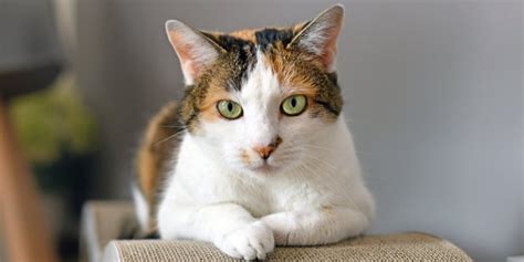 Calico Cats→ Genetics Personality Lifespan And Intelligence
