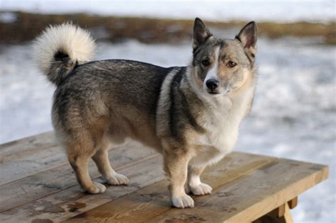 Meet The Viking Dog Ingebretsens Nordic Marketplace