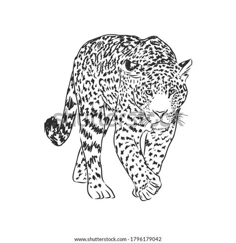 Jaguar Ilustraci N De Esbozo Dibujada A Vector De Stock Libre De Regal As