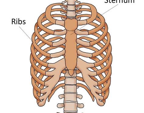 Surg Clin Nov Vi Doi Jthorsurg The Anatomy Of Ribs And Sternum Their