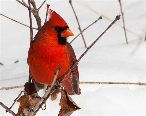 Northern Cardinal Photograph By Larry Pinkerton Fine Art America