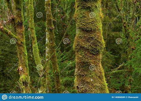 Pacific Northwest Rainforest Stock Image Image Of Woodlands Woods