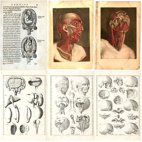 Rare Antique Anatomy Books Andreas Vesalius From Th To Etsy