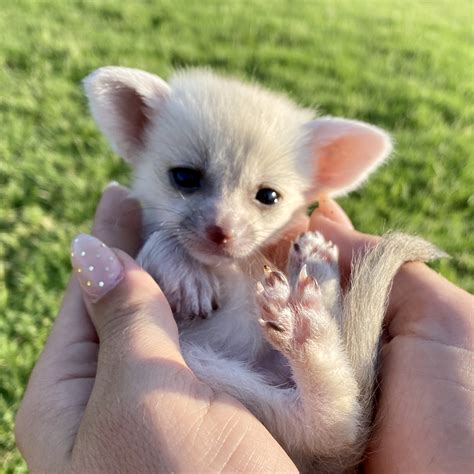 Female Fennec Foxes For Sale Baby Fennec Foxes For Sale