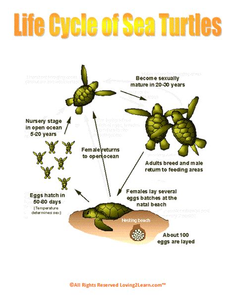 Discover The Fascinating Life Cycle Of Sea Turtles