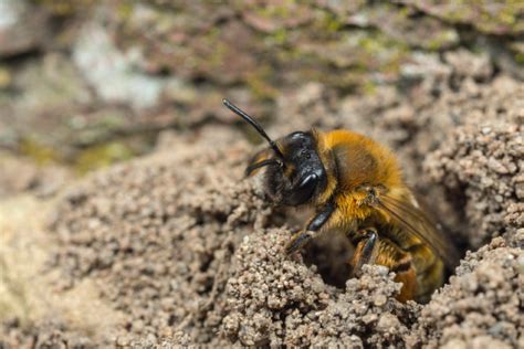 Ground Nesting Bee Peoples Trust For Endangered Species