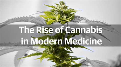 the rise of cannabis in modern medicine ismoke