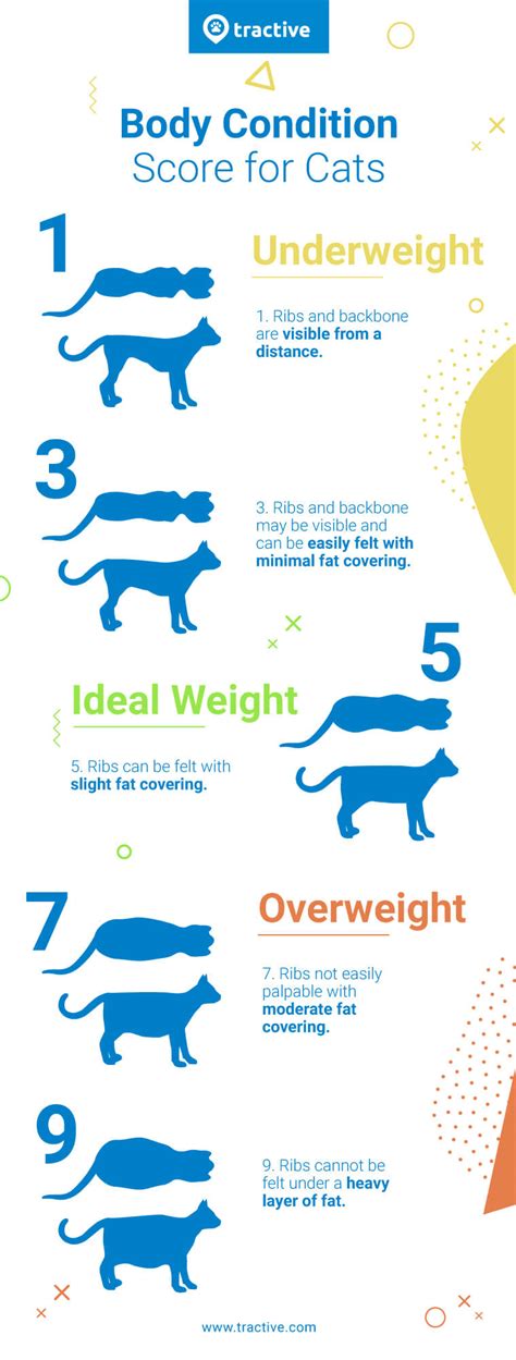 Overweight Cat Causes And Solutions For Your Cats Health Tractive