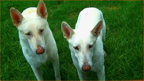 Puppy is akc shots and dewormed comes from a strong line of german breed call or text betty at 260 213 1247 we do ship out!. WHITE GERMAN SHEPHERD PUPPIES FOR SALE - YouTube