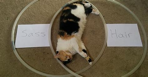 Cat Decided To Lay Down Between Two Hoops We Decided To Make A Venn Diagram Imgur