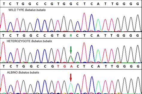 A Nonsense Mutation In The Tyrosinase Gene Causes Albinism In Water