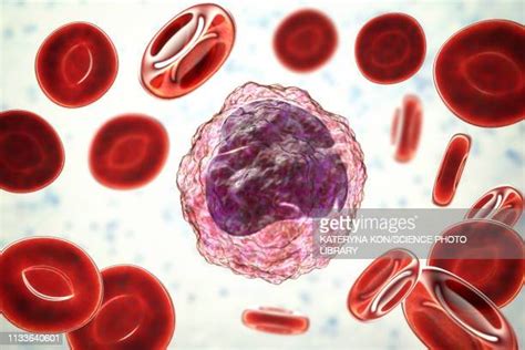 Human Red Blood Cell Stock Fotos Und Bilder Getty Images