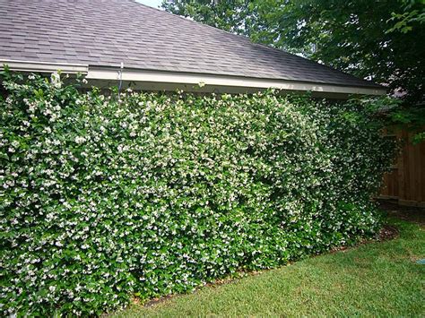 They can be planted close to a property line fence to. Images For > Star Jasmine Fence | Outdoor landscaping ...