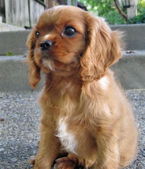 The european toy dogs were probably the result of breeding. Sneakers the Cavalier King Charles Spaniel | Puppies ...
