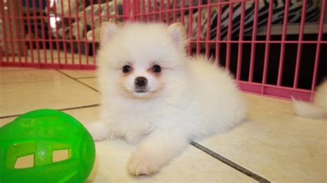 Pretty White Pomeranian Puppies For Sale In Georgia At Puppies For