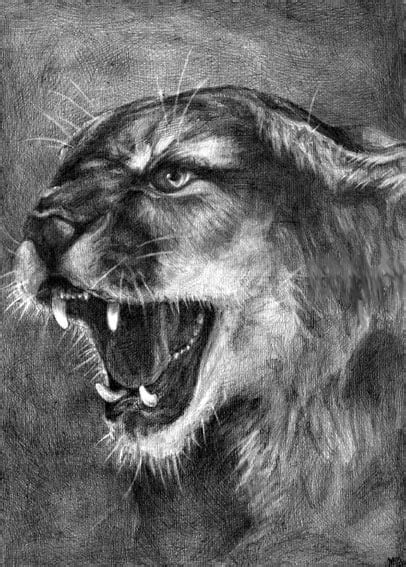 Snarling Lion Realistic Drawingillustration By Monandersen Foundmyself