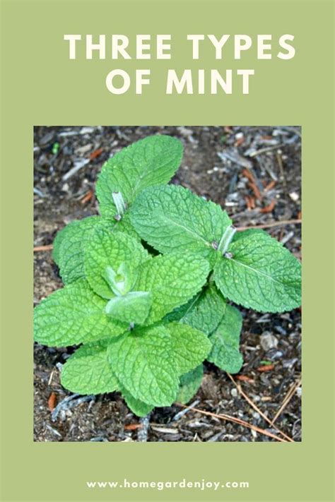 Three Types Of Mint Home Garden Joy