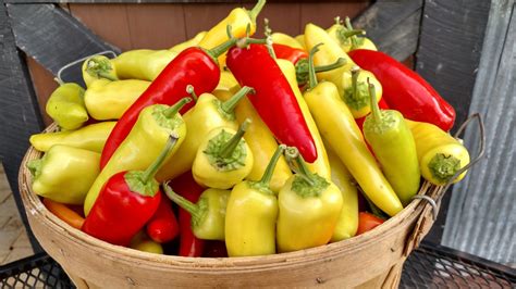 How to Preserve Peppers for Use Throughout The Year