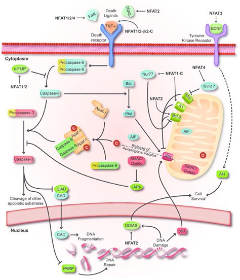 apoptosis signal pathway