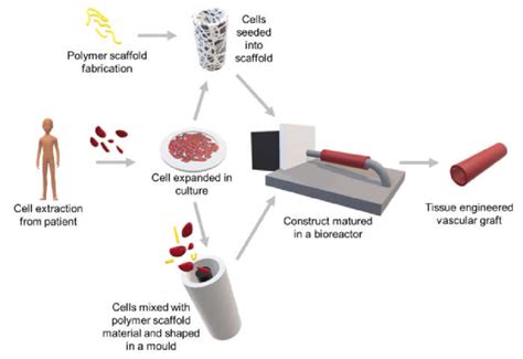 The Process Of Producing A Tissue Engineered Vascular Graft Through
